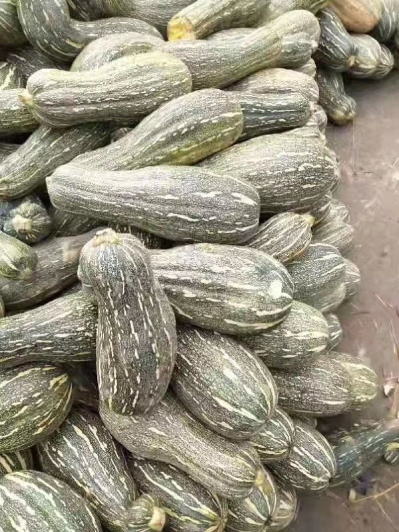 密本南瓜金韩密本，金韩密本，密本南瓜10吨起批