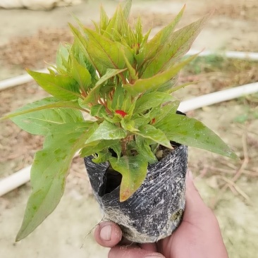 鸡冠花基地直销各种草花