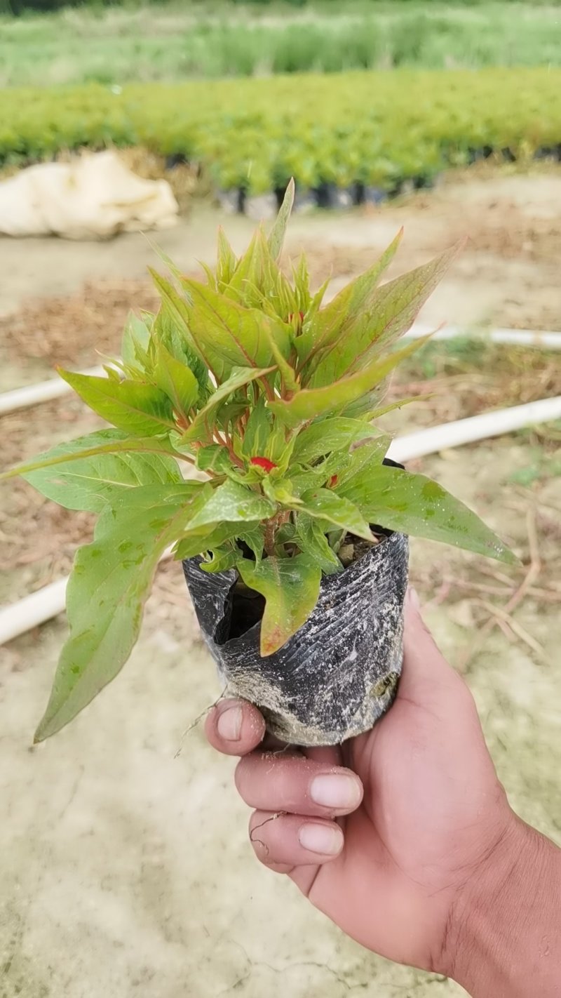 鸡冠花基地直销各种草花