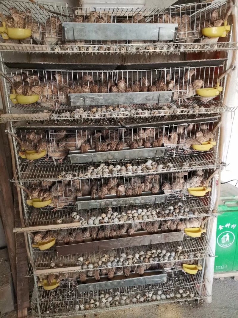 鹌鹑苗包打疫苗包活到手