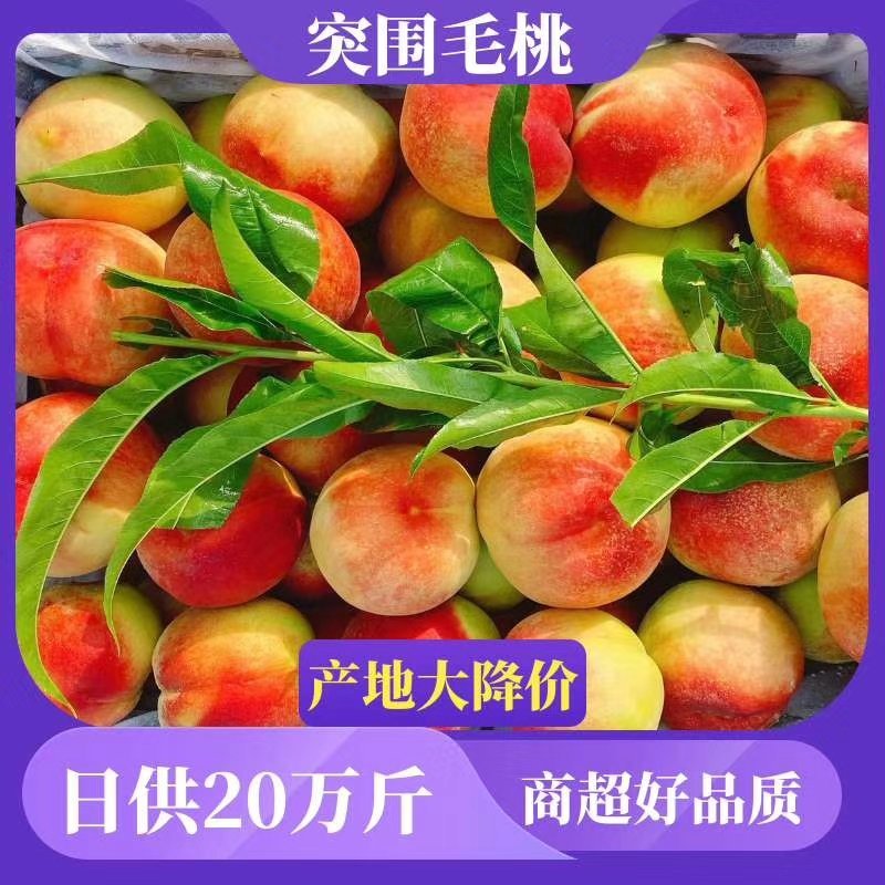 精品突围桃毛桃.春雪.红不软60起步基地直供现採现发