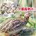 鹌鹑苗包打疫苗包活到手