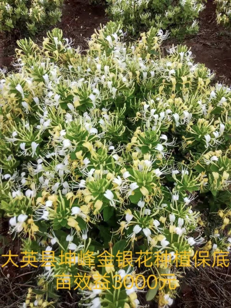 金银花，金银花茶，纯手工精挑细选，一袋也是批发价