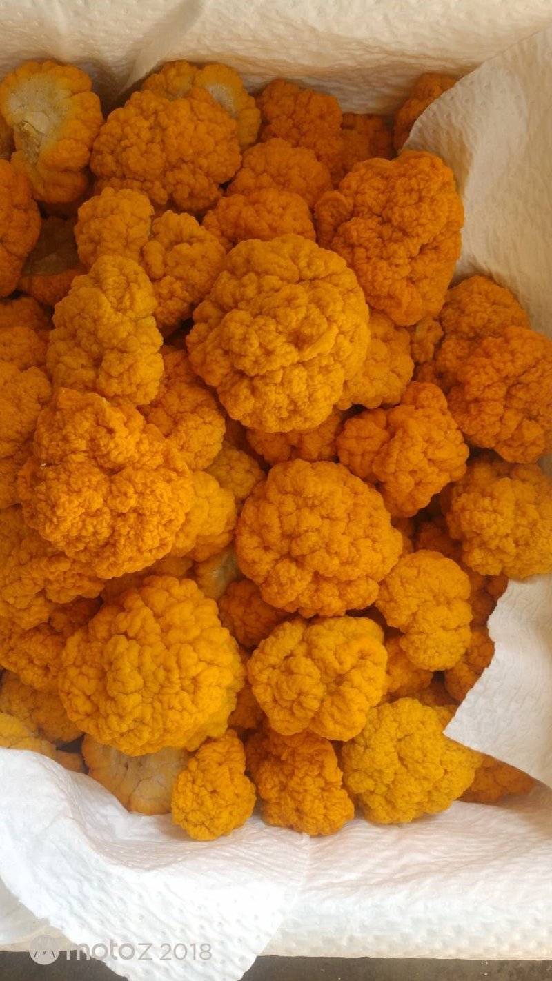 云南干金耳菌鲜金耳金耳菌基地货源大量现货批发