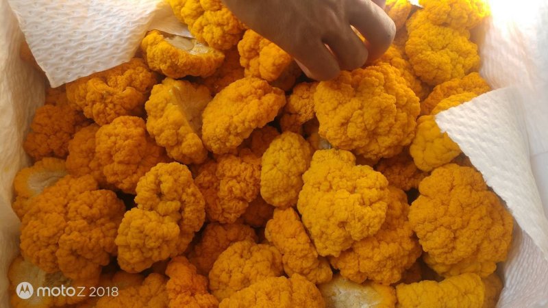 云南干金耳菌鲜金耳金耳菌基地货源大量现货批发