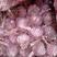 大名淤地紫皮蒜种，太空蒜种，蒜黄料，蒜米料