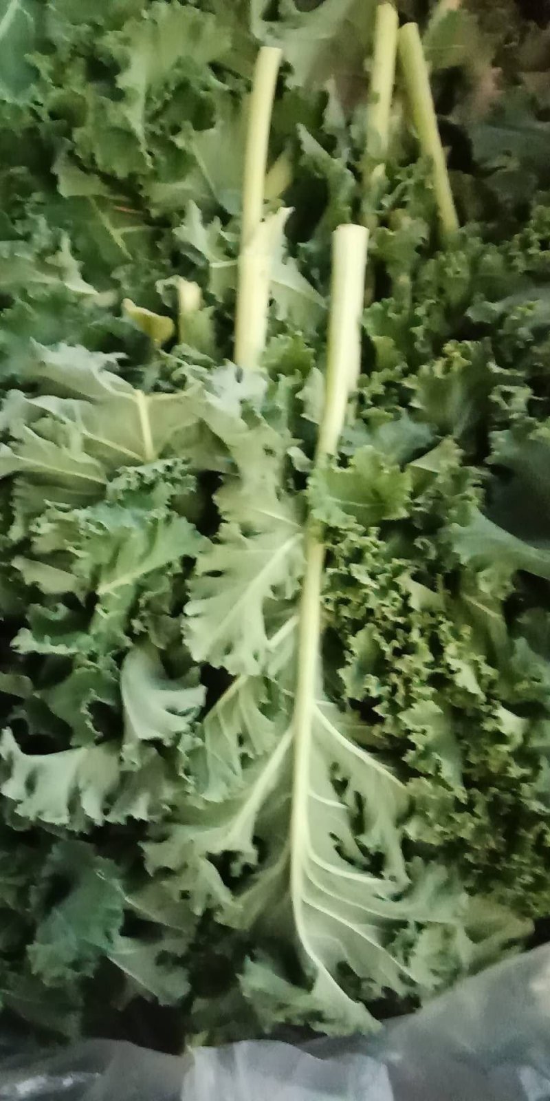 云南精品各种特色野菜板蓝根番杏臧红花田七