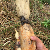 湖北荆州早熟莲藕大量上市