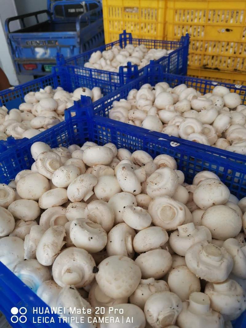 产地双孢菇自产自销，质优价廉，一手货源，没有中间商赚差价