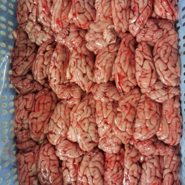 精脑花