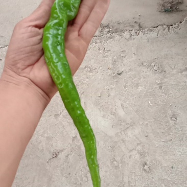 螺丝椒