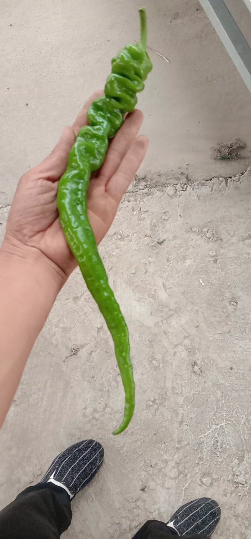螺丝椒