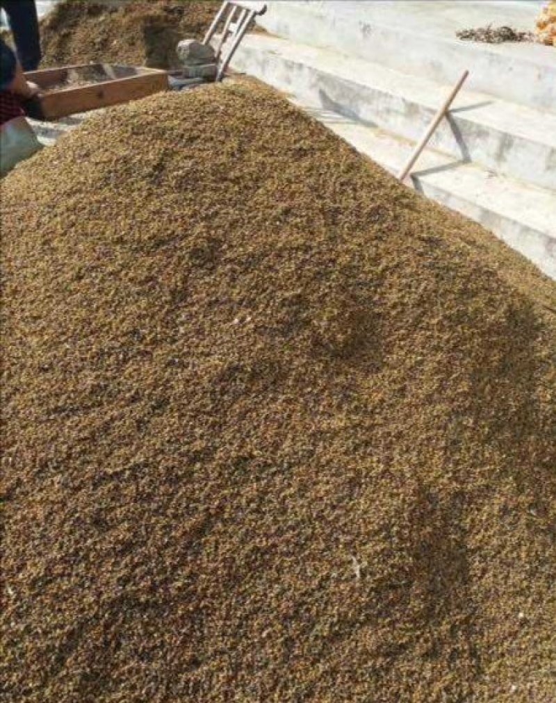大别山野菊花，高含量野菊花颗粒，粒粒饱满，颗颗精品