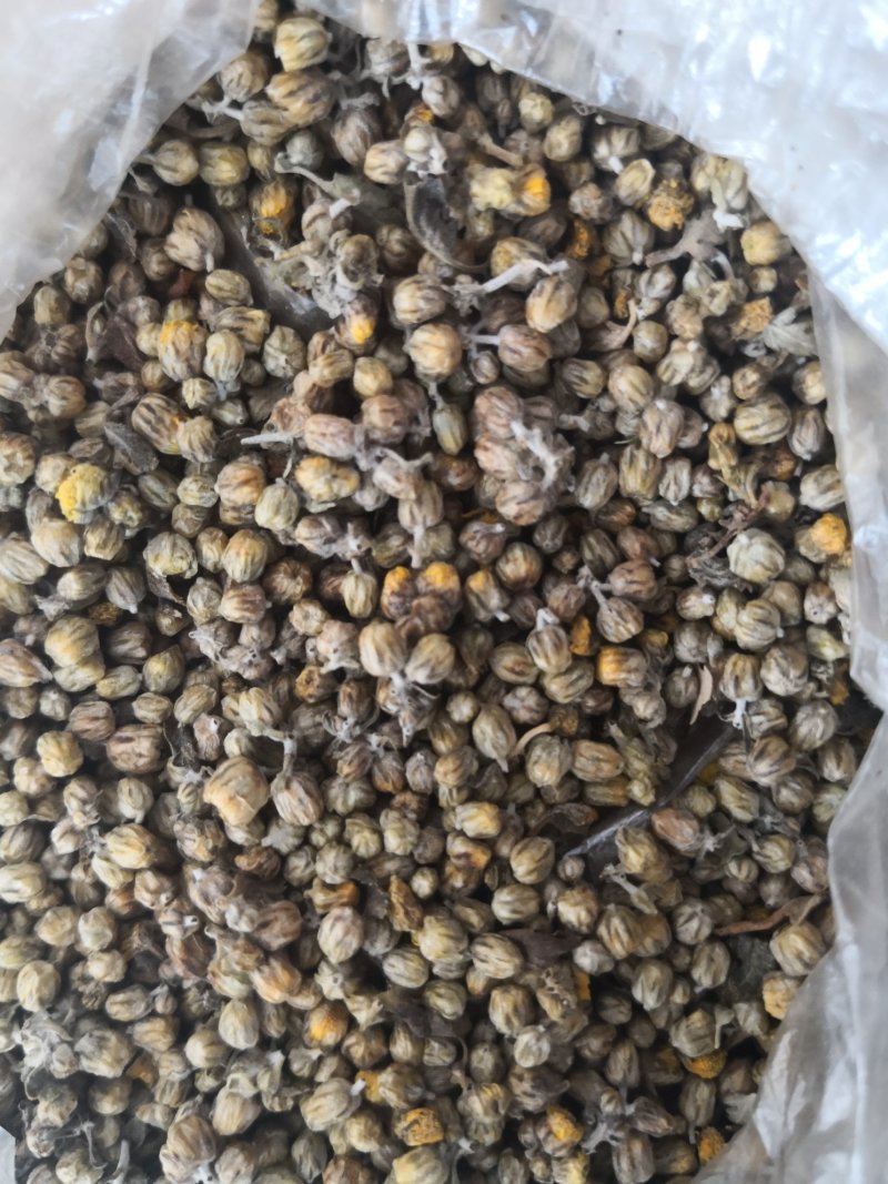 大别山野菊花，高含量野菊花颗粒，粒粒饱满，颗颗精品