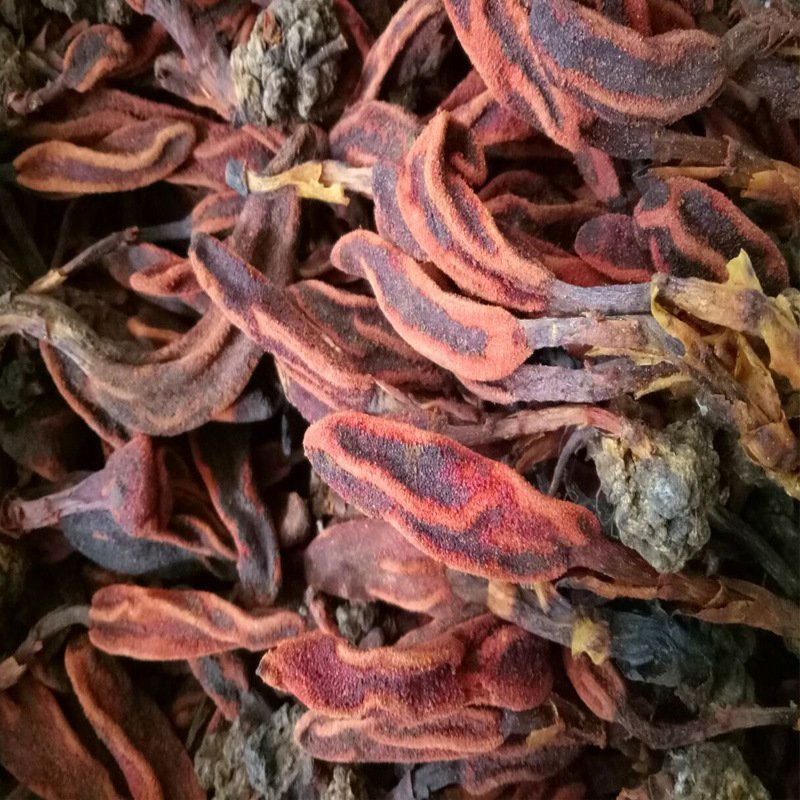 中药材回春草草苁蓉不老草顶天柱无硫支持药检