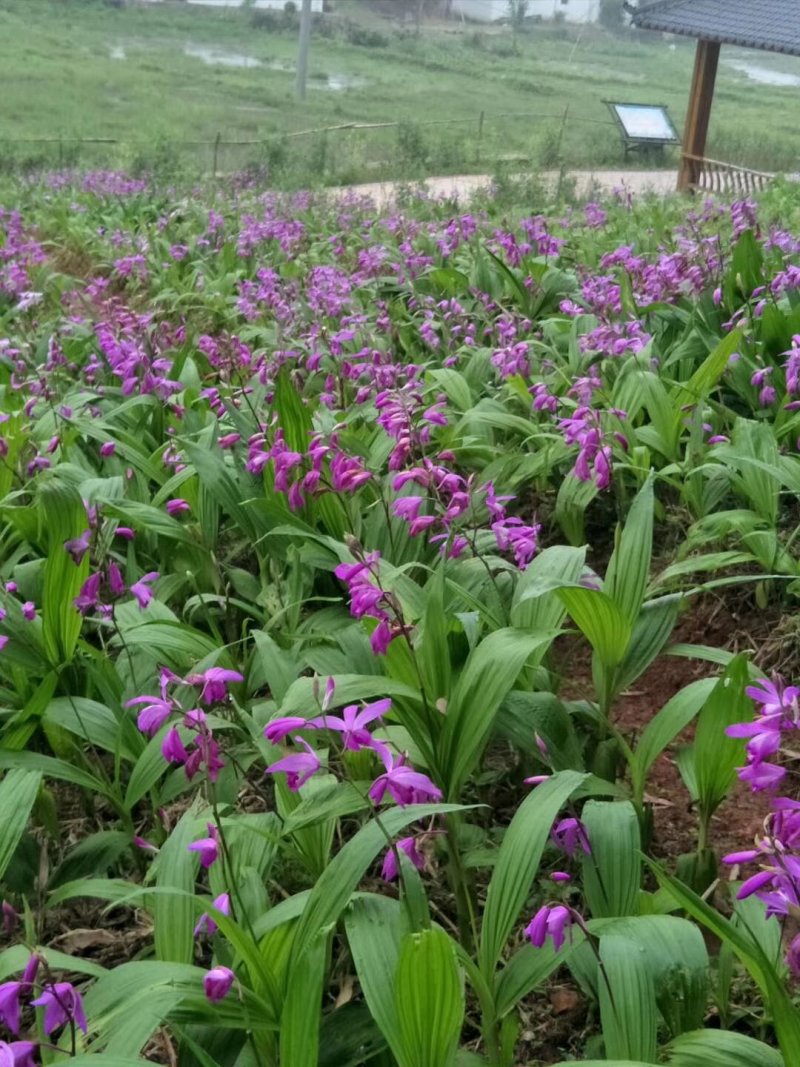 紫花三叉白芨块茎苗，基地供应芽头多产量高