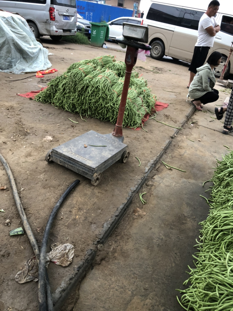 【诚信商家】长豆角青条豆角大量上市货源充足价格便宜