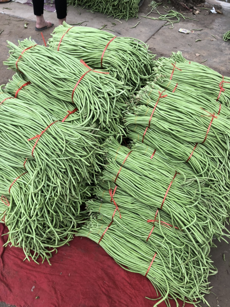 【诚信商家】长豆角青条豆角大量上市货源充足价格便宜
