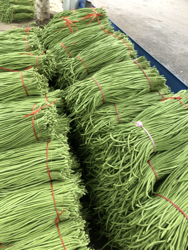 【诚信商家】长豆角青条豆角大量上市货源充足价格便宜