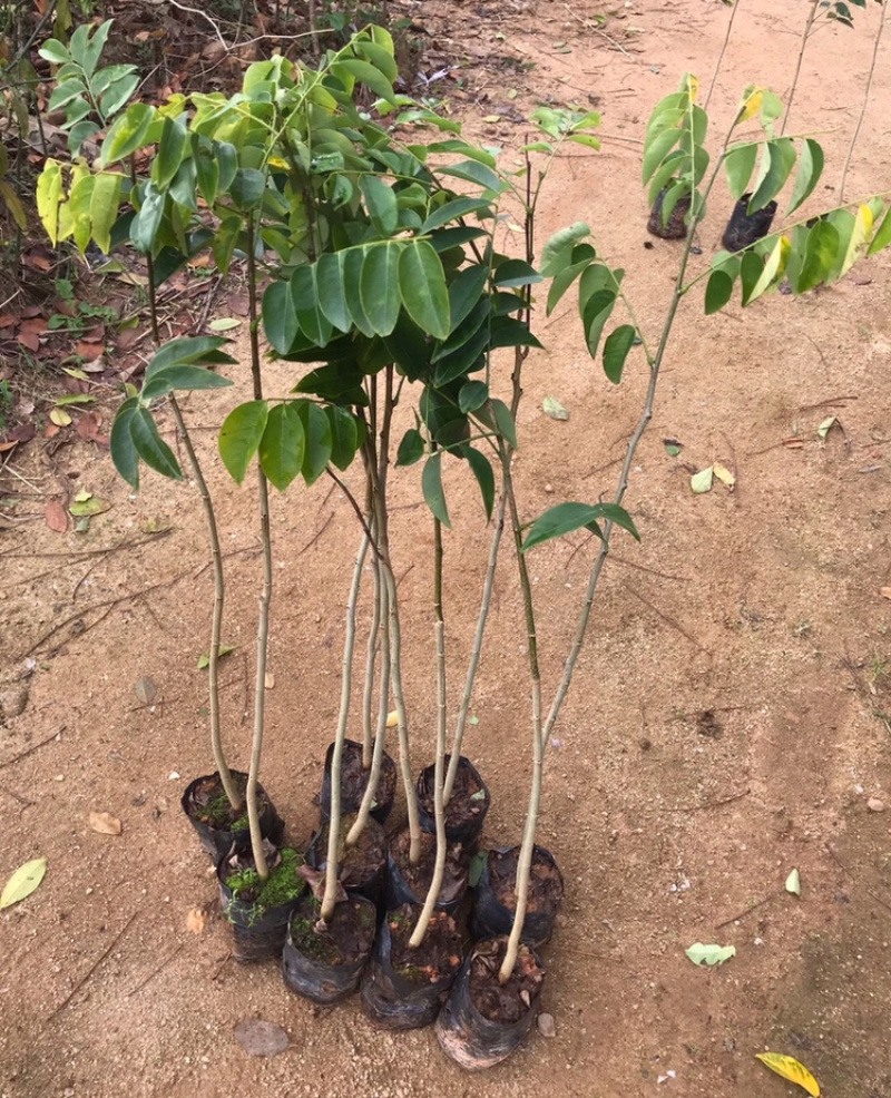 正宗海南黄花梨树苗名贵苗木黄花梨降香黄檀自产自销基地货
