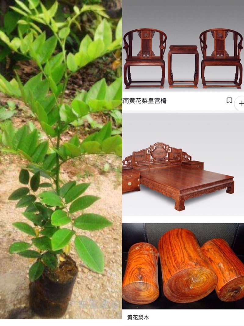 正宗海南黄花梨树苗名贵苗木黄花梨降香黄檀自产自销基地货