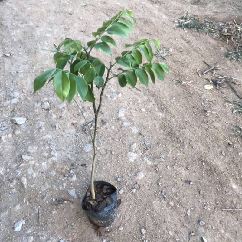正宗海南黄花梨树苗名贵苗木黄花梨降香黄檀自产自销基地货