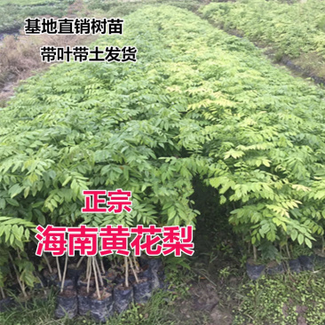正宗海南黄花梨树苗名贵苗木黄花梨降香黄檀自产自销基地货