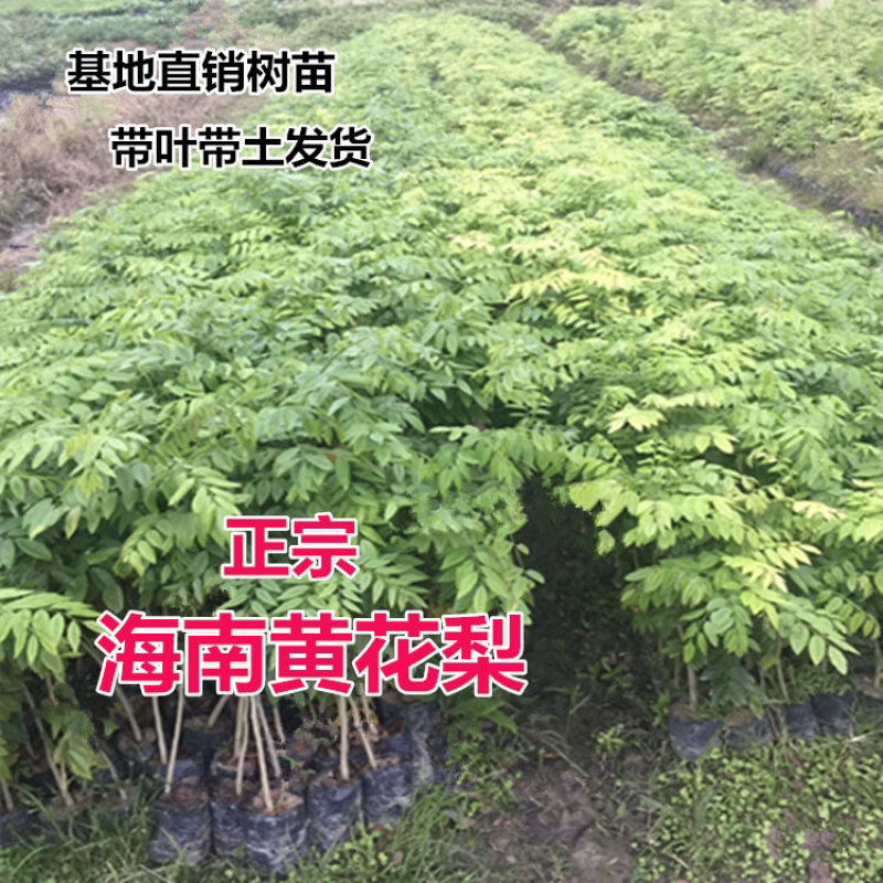 正宗海南黄花梨树苗名贵苗木黄花梨降香黄檀自产自销基地货