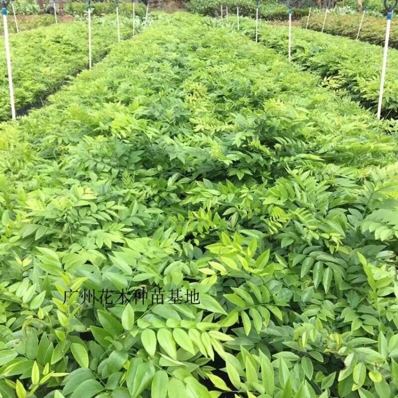 正宗海南黄花梨树苗名贵苗木黄花梨降香黄檀自产自销基地货