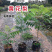 正宗海南黄花梨树苗名贵苗木黄花梨降香黄檀自产自销基地货
