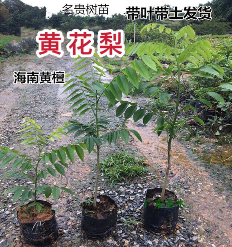 正宗海南黄花梨树苗名贵苗木黄花梨降香黄檀自产自销基地货