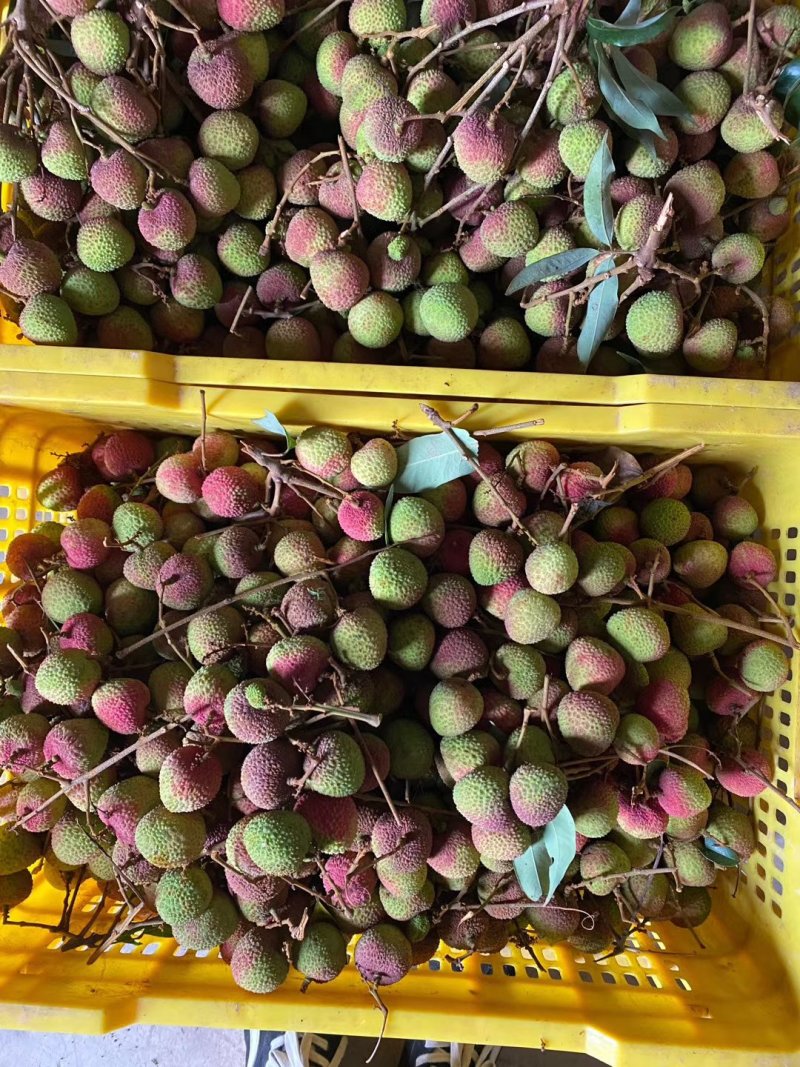 荔枝
