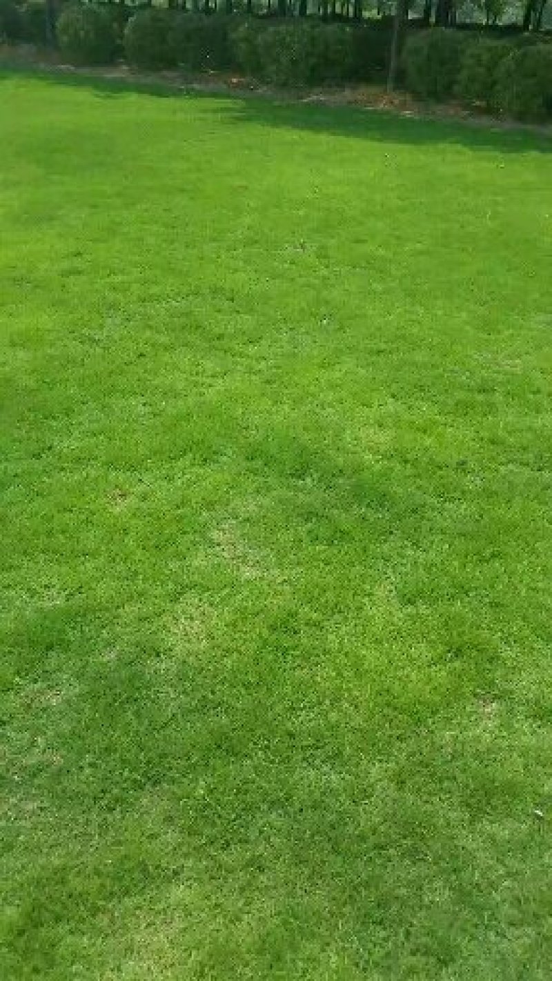百慕大草块/草卷基地直销一手货源，常年供应量大