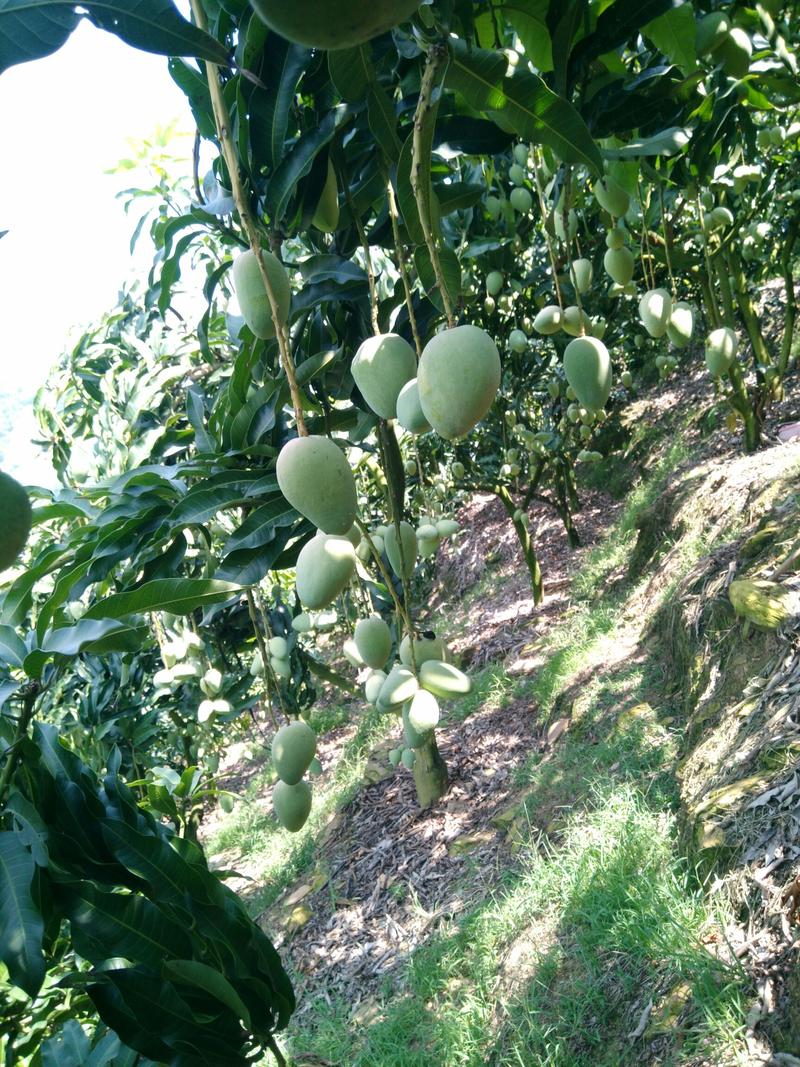 台农芒果