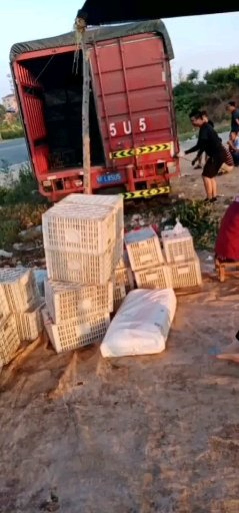 桃子已经大量上市了价格低品种多口感好欢迎广大客商前来采购