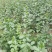 天然珍稀山野菜珍珠花小苗