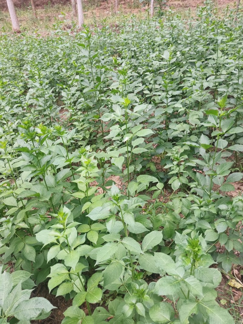 天然珍稀山野菜珍珠花小苗
