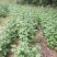 天然珍稀山野菜珍珠花小苗