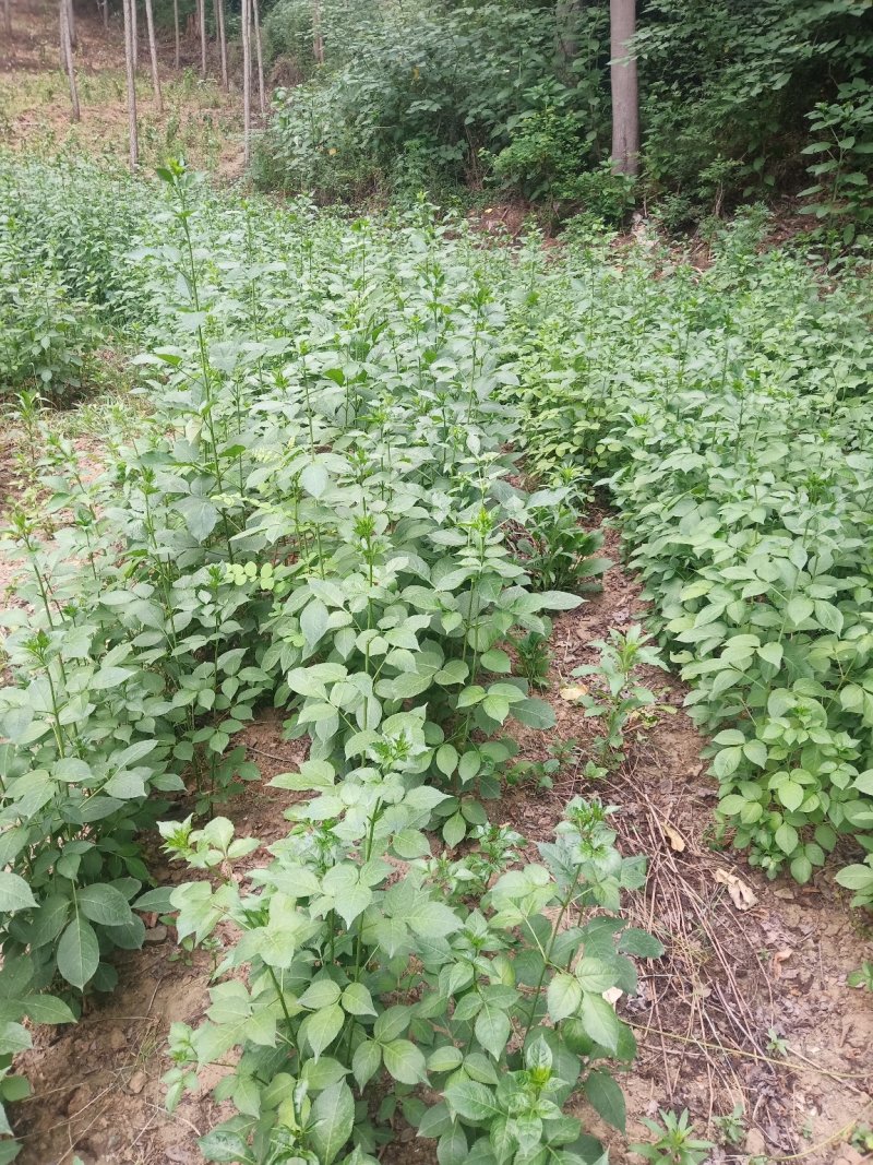 天然珍稀山野菜珍珠花小苗