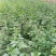 天然珍稀山野菜珍珠花小苗