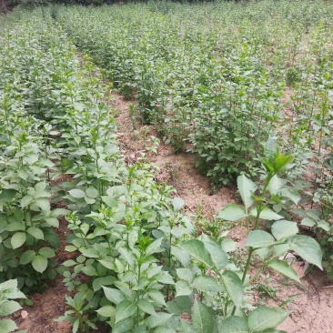 天然珍稀山野菜珍珠花小苗
