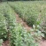 天然珍稀山野菜珍珠花小苗