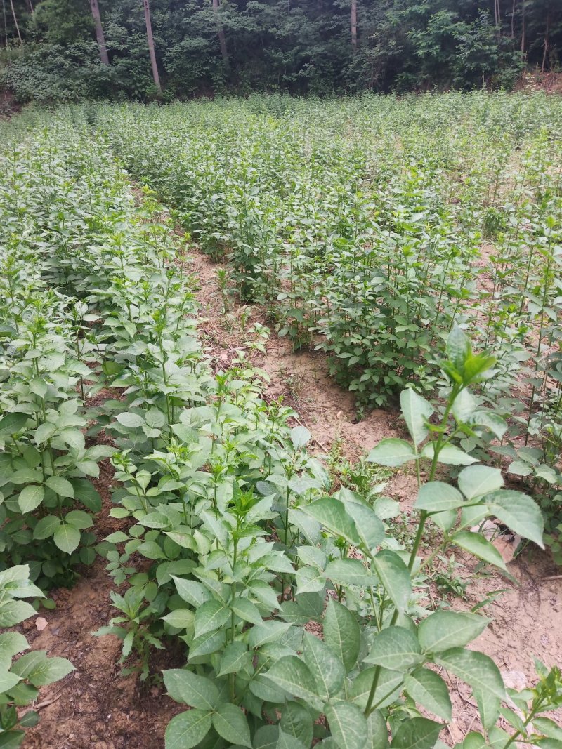 天然珍稀山野菜珍珠花小苗