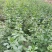 天然珍稀山野菜珍珠花小苗