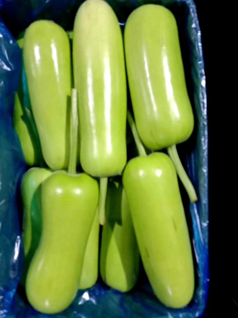 精品瓠子