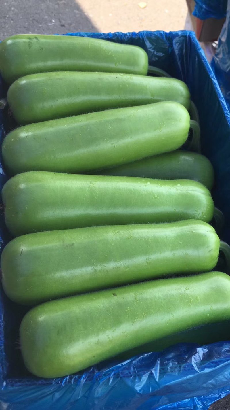 精品瓠子
