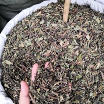 中药材猫须草肾茶2022新货无硫产地直销