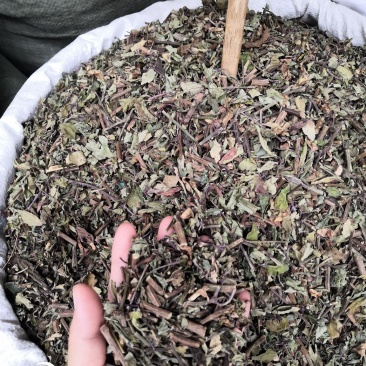 中药材猫须草肾茶2022新货无硫产地直销