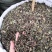 中药材猫须草肾茶2022新货无硫产地直销