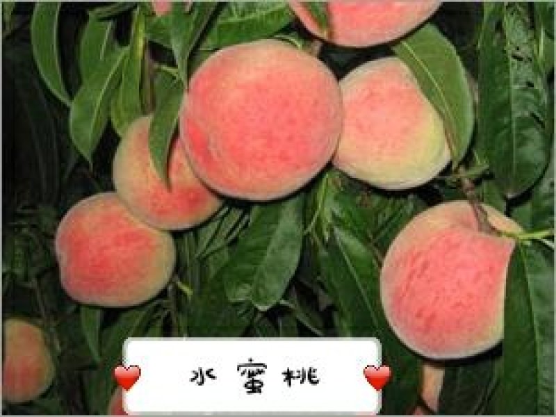 红不软毛桃春美奇美突围水蜜桃65MM以上产地现摘